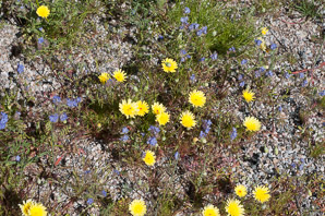 Malacothrix glabrata (smooth desert dandelion, desert dandelion, smooth desertdandelion)