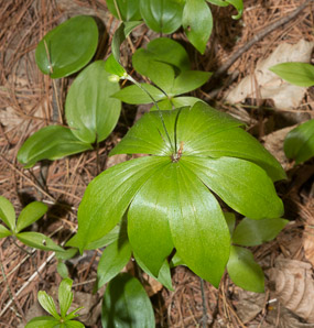 Medeola virginiana (Indian cucumber-root, Indian cucumber)