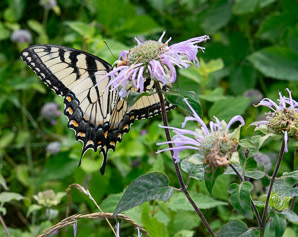 Monarda bradburiana (wild bergamot, bee balm, eastern beebalm)