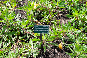 Oenothera macrocarpa (bigfruit evening primrose)