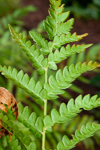 Osmunda cinnamomea (cinnamon fern)