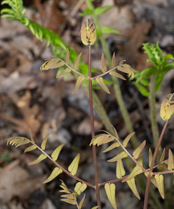 Osmunda regalis (royal fern)