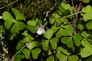 Oxalis montana (common wood sorrel, mountain woodsorrel, wood shamrock, white woodsorrel, wood sorrel)