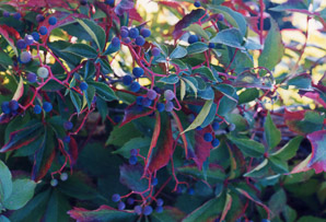 Parthenocissus quinquefolia (Virginia creeper)