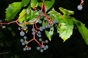 Parthenocissus quinquefolia (Virginia creeper)