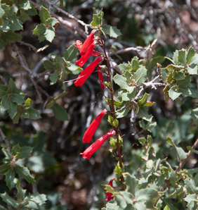 Penstemon centranthifolius (scarlet bugler)