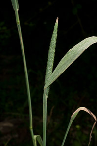 Phleum pratense (timothy)