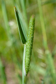 Phleum pratense (timothy)