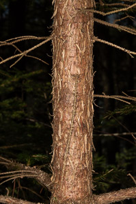 Picea rubens (red spruce, Eastern spruce, yellow spruce)