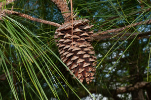 Pinus (pine)