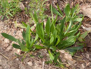 Plantago lanceolata (English plantain, ribwort plantain, narrowleaf plantain)