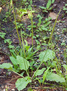 Plantago major (common plantain)