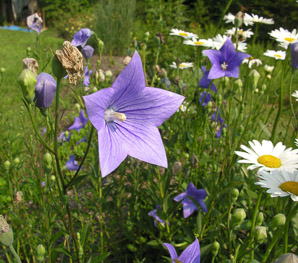 Platycodon grandiflorus (balloon flower, Chinese bellflower, Japanese bellflower, balloon-flower)