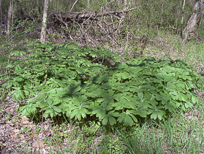 Podophyllum peltatum (mayapple, mandrake root, American mandrake, raccoon berry, wild lemon, Indian apple, duck’s foot, hog apple, umbrella plant, ground lemon)