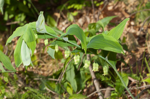 Polygonatum biflorum (smooth Solomon’s-seal, King Solomon’s-seal, great Solomon’s seal, smooth Solomon’s seal)