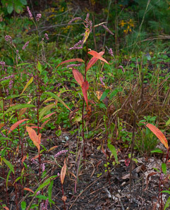 Polygonum persicaria (lady’s thumb, persicaria, redleg, spotted ladysthumb, Adam’s plaster, lily of the valley)