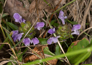 Prunella vulgaris (common selfheal, heal-all, heart-of-the-earth, healall)