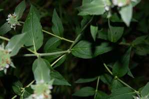 Pycnanthemum incanum (hoary mountain mint, silverleaf mountain mint)