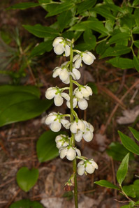 Pyrola elliptica (pyrola, shinleaf, common shinleaf, waxflower shinleaf)