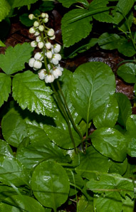Pyrola elliptica (pyrola, shinleaf, common shinleaf, waxflower shinleaf)