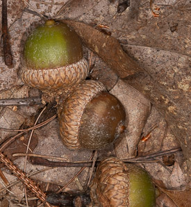 Quercus rubra (northern red oak, champion oak, red oak)