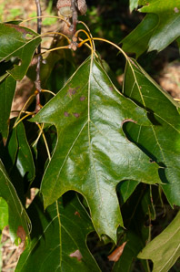 Quercus rubra (northern red oak, champion oak, red oak)