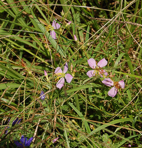 Rhexia virginica (pale meadow beauty, Virginia meadow beauty, handsome harry, wing-stem meadow-pitchers)
