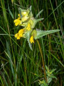Rhinanthus minor (yellow rattle, little yellow rattle)