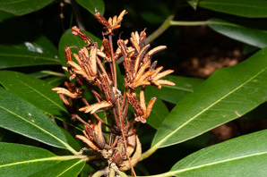 Rhododendron maximum (great rhododendron, great laurel, rosebay rhododendron, American rhododendron, big rhododendron)