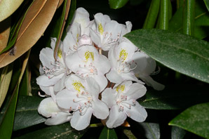 Rhododendron maximum (great rhododendron, great laurel, rosebay rhododendron, American rhododendron, big rhododendron)