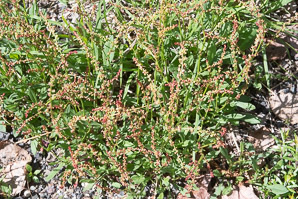Rumex acetosella (red sorrel, sheep sorrel, sour weed, field sorrel)