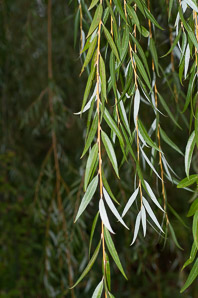 Salix nigra (black willow)