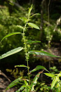 Salix nigra (black willow)