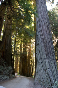 Sequoia sempervirens (coast redwood, giant sequoia, giant redwood, California redwood, redwood)