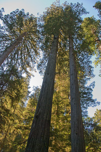 Sequoia sempervirens (coast redwood, giant sequoia, giant redwood, California redwood, redwood)