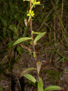 Solidago puberula (downy goldenrod)
