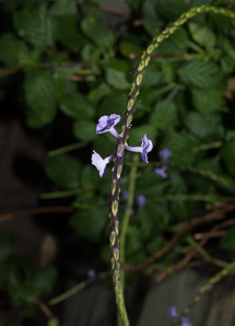 Stachytarpheta jamaicensis (blue porterweed)