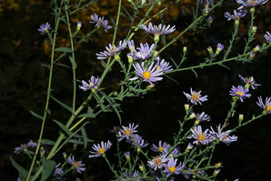 Symphyotrichum laeve (smooth blue aster, smooth blue American-aster)