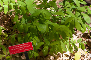 Uvularia grandiflora (large-flowered bellwort)