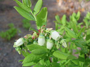 Vaccinium angustifolium (lowbush blueberry, blueberry)