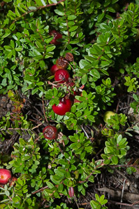 Vaccinium macrocarpon (American cranberry, cranberry, large cranberry)