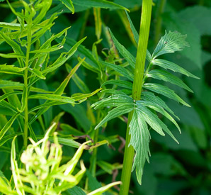Valeriana officinalis (valerian, garden heliotrope, all-heal, garden valerian)