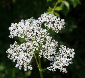 Valeriana officinalis (valerian, garden heliotrope, all-heal, garden valerian)