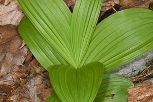Veratrum viride (false hellebore, green false hellebore, Indian poke, American hellebore)