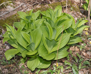 Veratrum viride (false hellebore, green false hellebore, Indian poke, American hellebore)