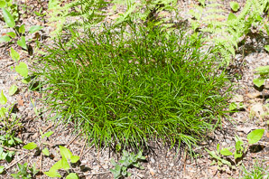 Vernonia lettermannii (narrowleaf ironweed)