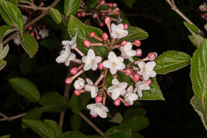 Viburnum carlesii (Koreanspice viburnum)