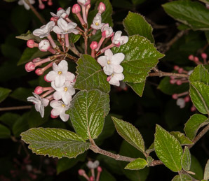Viburnum carlesii (Koreanspice viburnum)