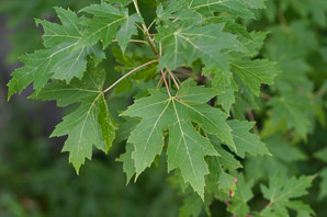 Acer saccharinum (silver maple, creek maple, river maple, silverleaf maple, soft maple, white maple, water maple)