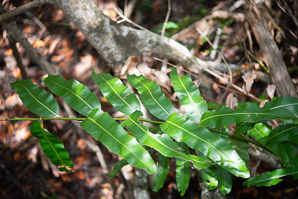 Acrostichum danaeifolium (giant leather fern, leather fern, inland leather fern, inland leatherfern)